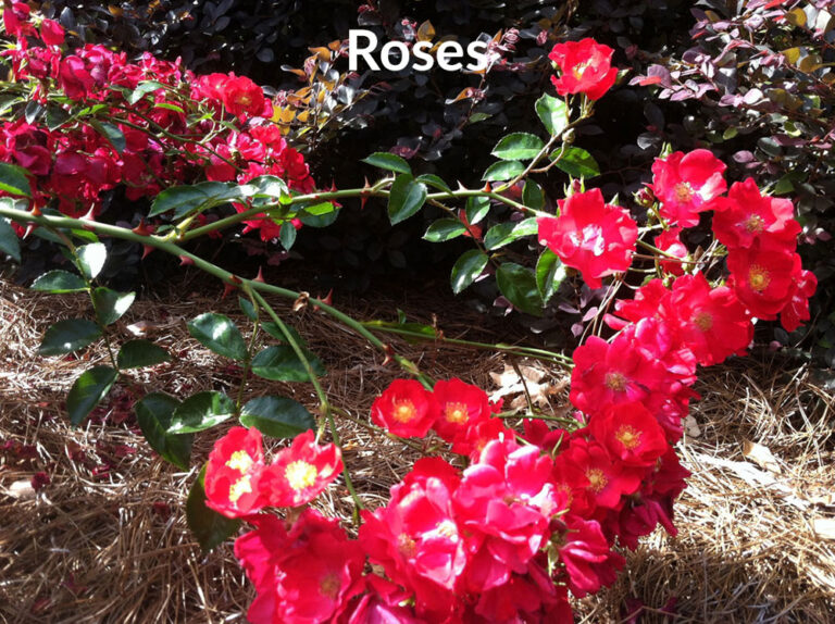 Top 20 Fragrant Flowers and Plants for Your Garden