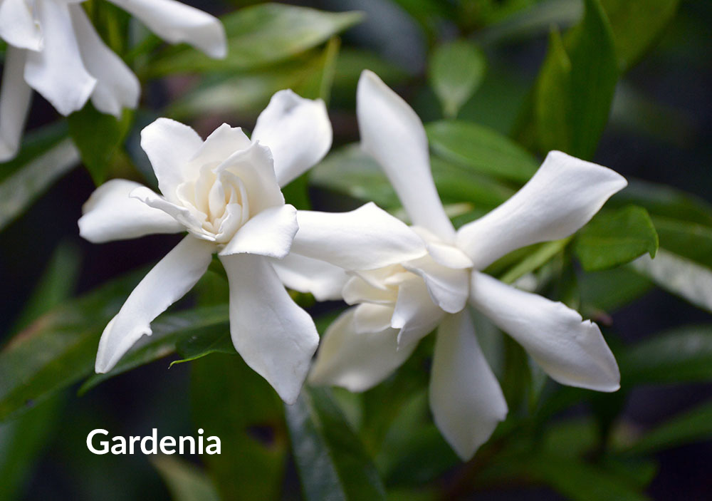 Gardenias are shrubs that work well in a scent garden