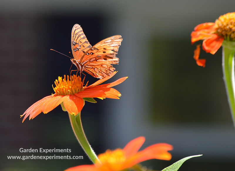 Gulf Fritillary Butterfly on Tithonia