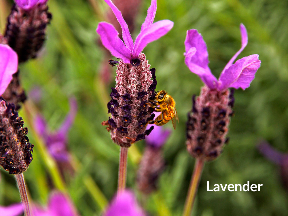 Lavendar is perfect for a scent garden