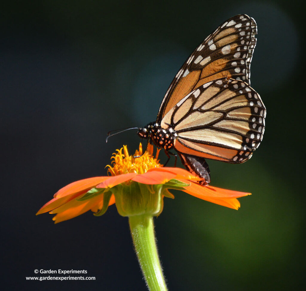 Monarch butterfly on Mexican Sunflower