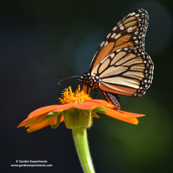 Monarch butterfly on Mexican Sunflower