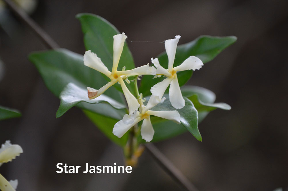 Star jasmine vines are great in scent gardens.