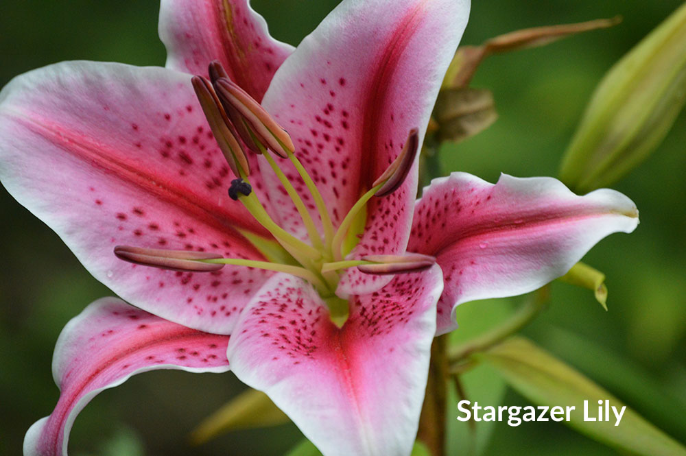 Stargazer lily has a strong scent