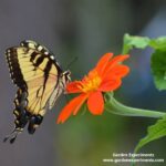 Eastern tiger swallowtail feeding on Tithonia