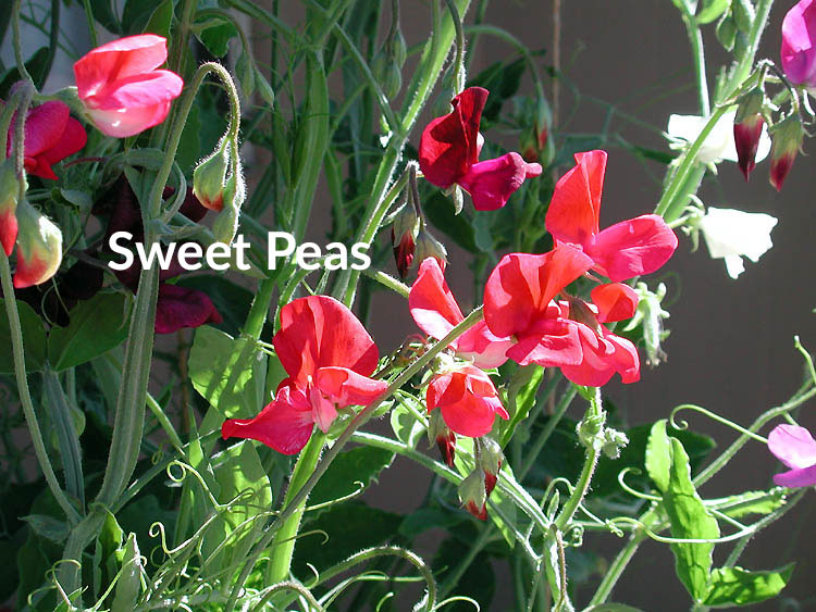 Sweet peas smell amazingly sweet