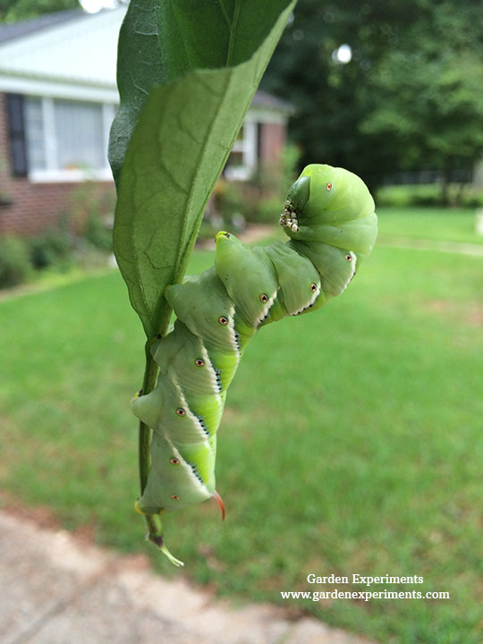 Tobacco hornworm on a jalapeno pepper leaf