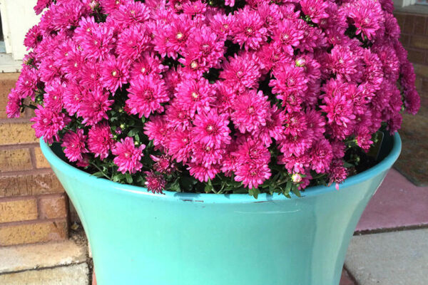 Mums in a container