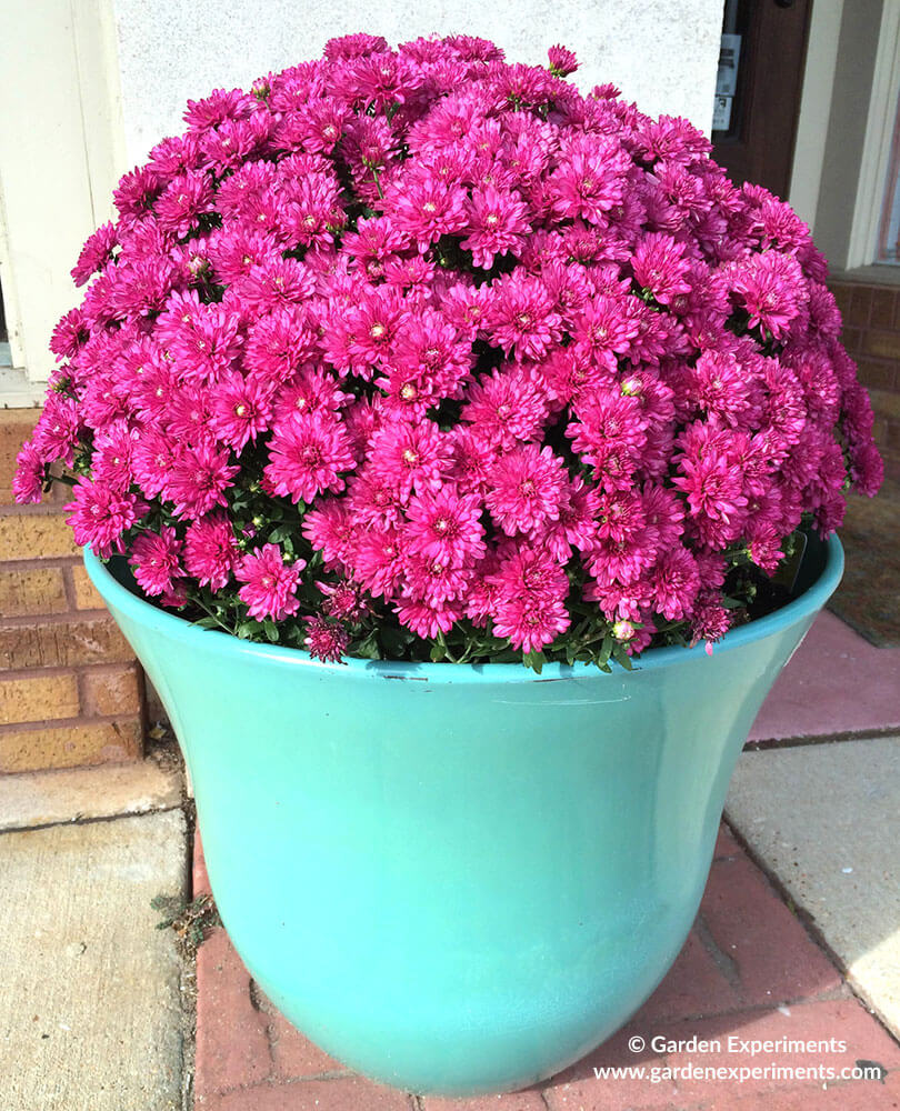 Purple mums in a container for fall flowers