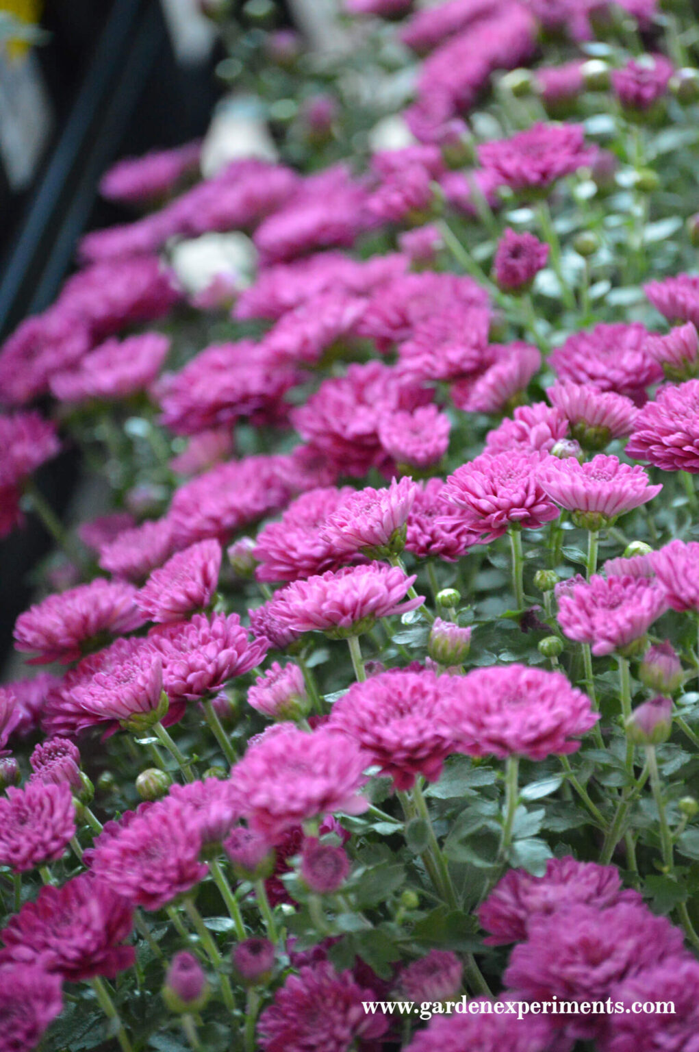 How to Grow Mums For Fall Color