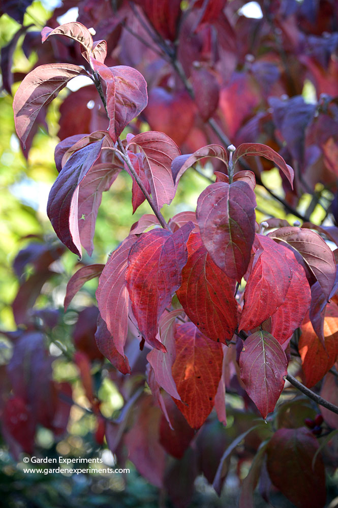 Flowering dogwood leaves turn red in the fall