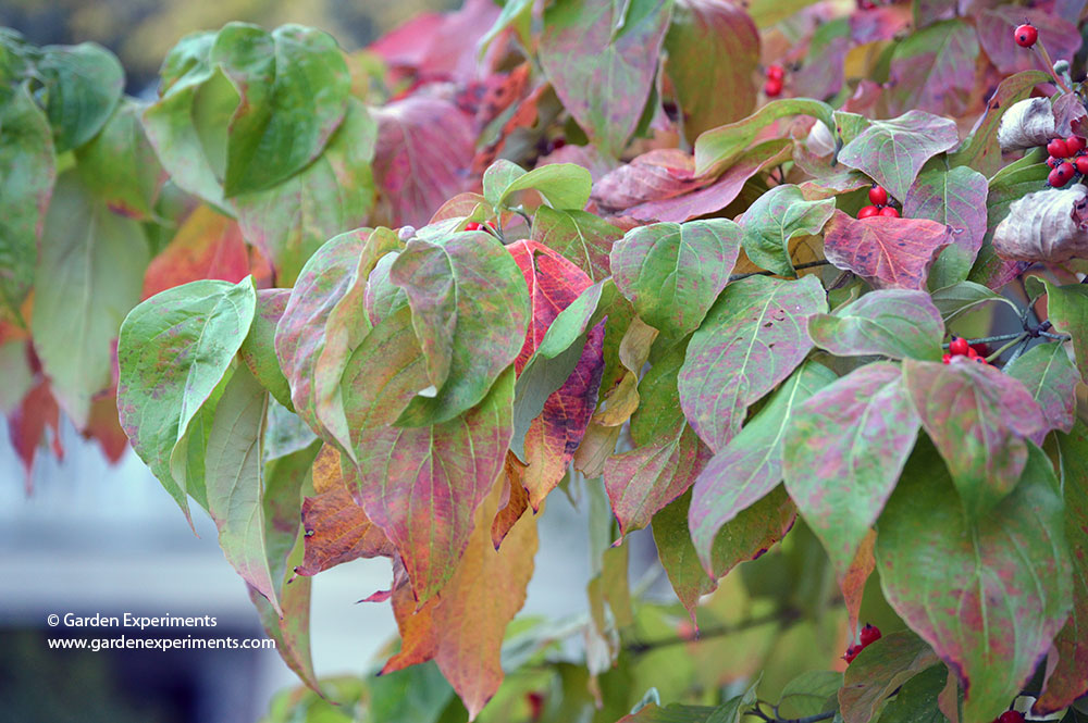 Flowering dogwood leaves changing colors
