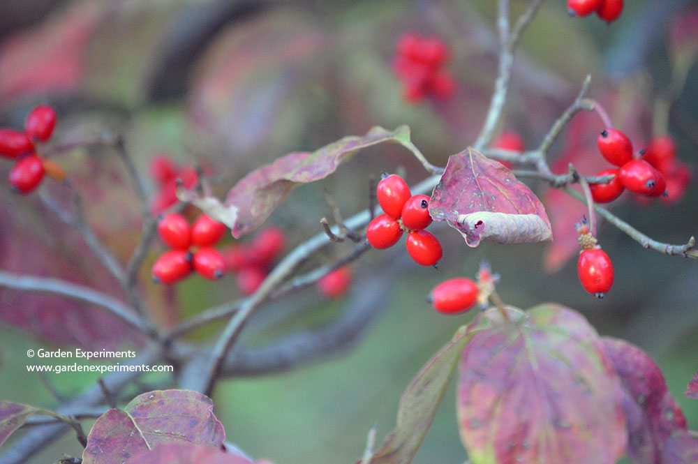 Dogwood trees produce bright red berries