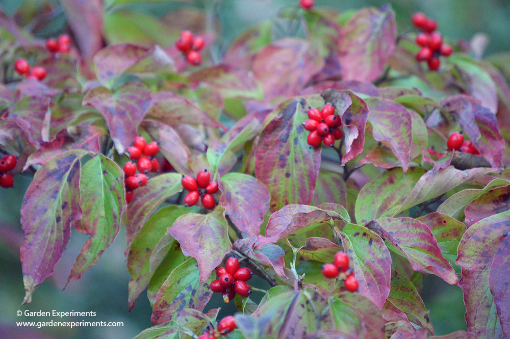Flowering dogwood leaves and bright red berries