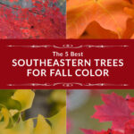 The 5 Best Southeastern Trees for Fall Color