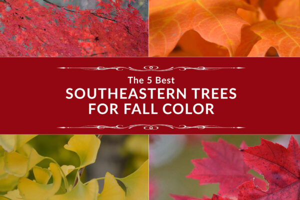 The 5 Best Southeastern Trees for Fall Color