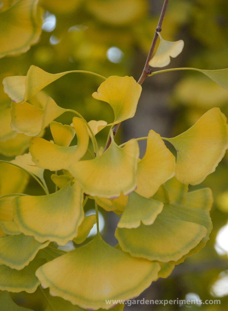 Gingko tree leaves turning yellow in the fall