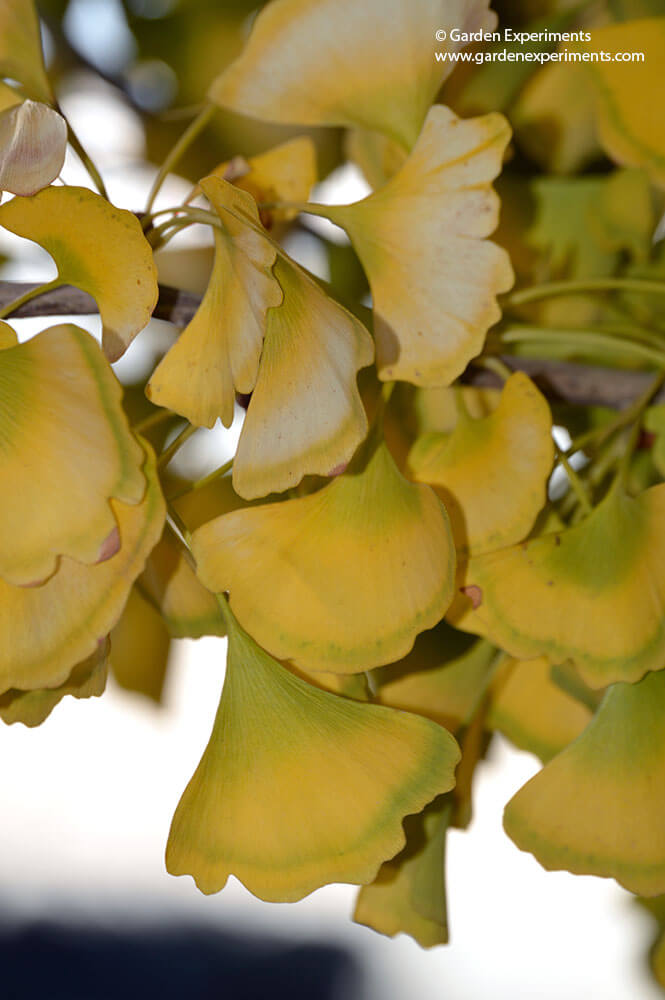 Yellow leaves of the Gingko tree in the fall