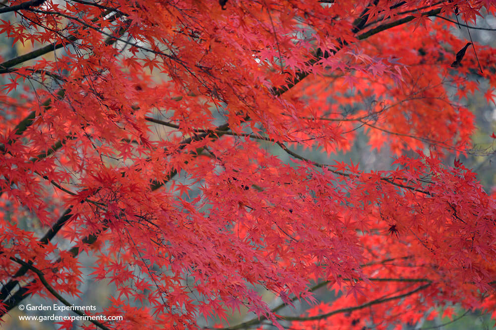 Gorgeous red colored leaves of a Japanese maple in fall