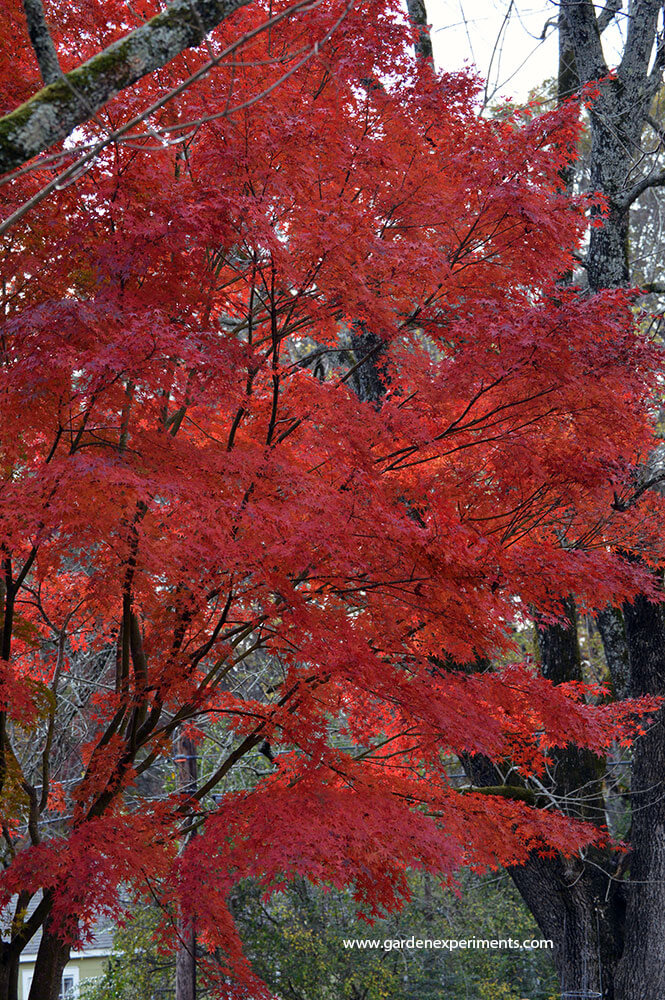 Japanese maple tree leaves turning red in the fall