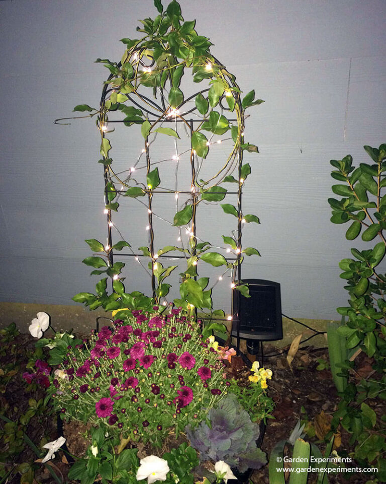 Use Fairy Lights in a Container Garden