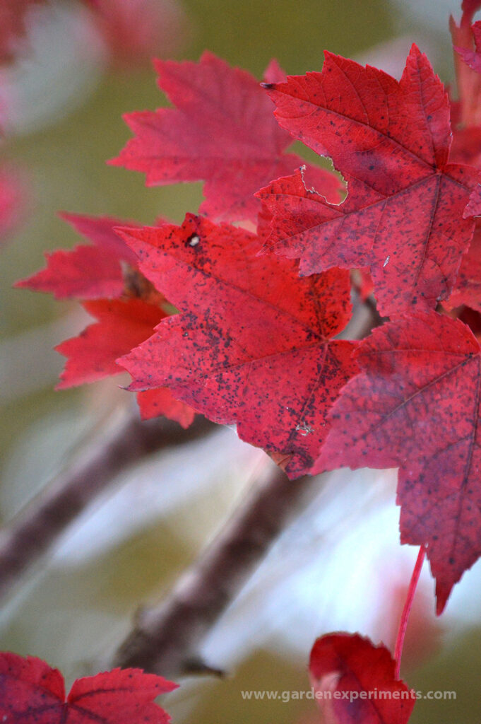 Red maple leaves turning brilliantly red in the fall