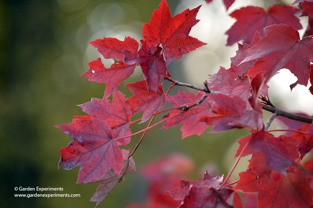 Red maple leaves turning brilliantly red in the fall