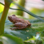 My little hitchhiker - the spring peeper