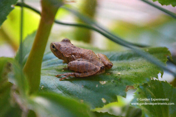 My little hitchhiker - the spring peeper