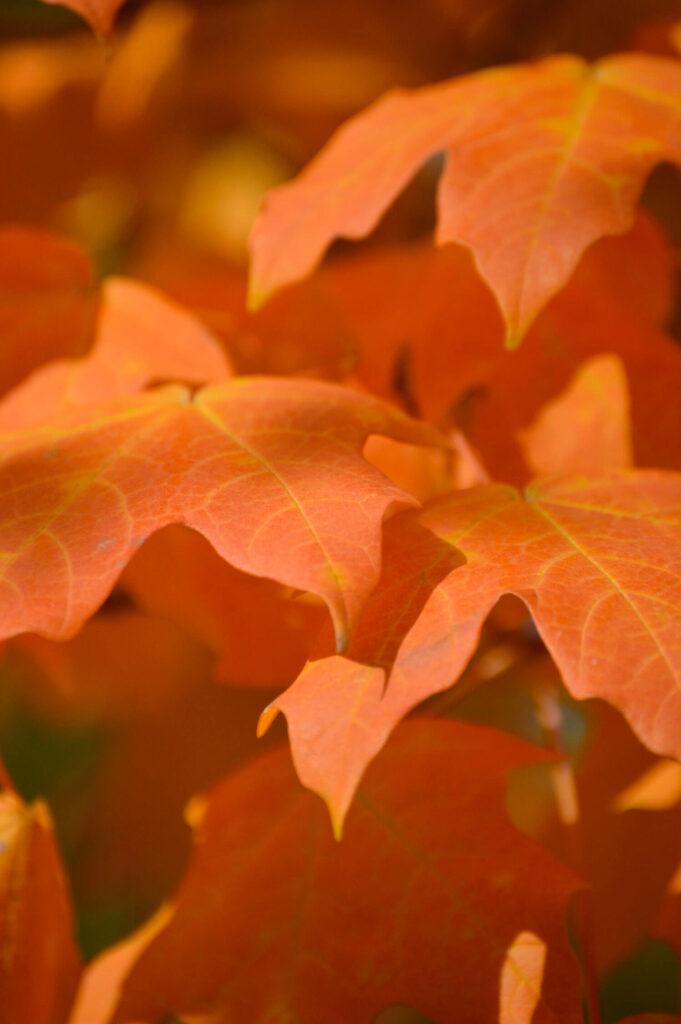 Orange colored leaves on sugar maple trees in the fall