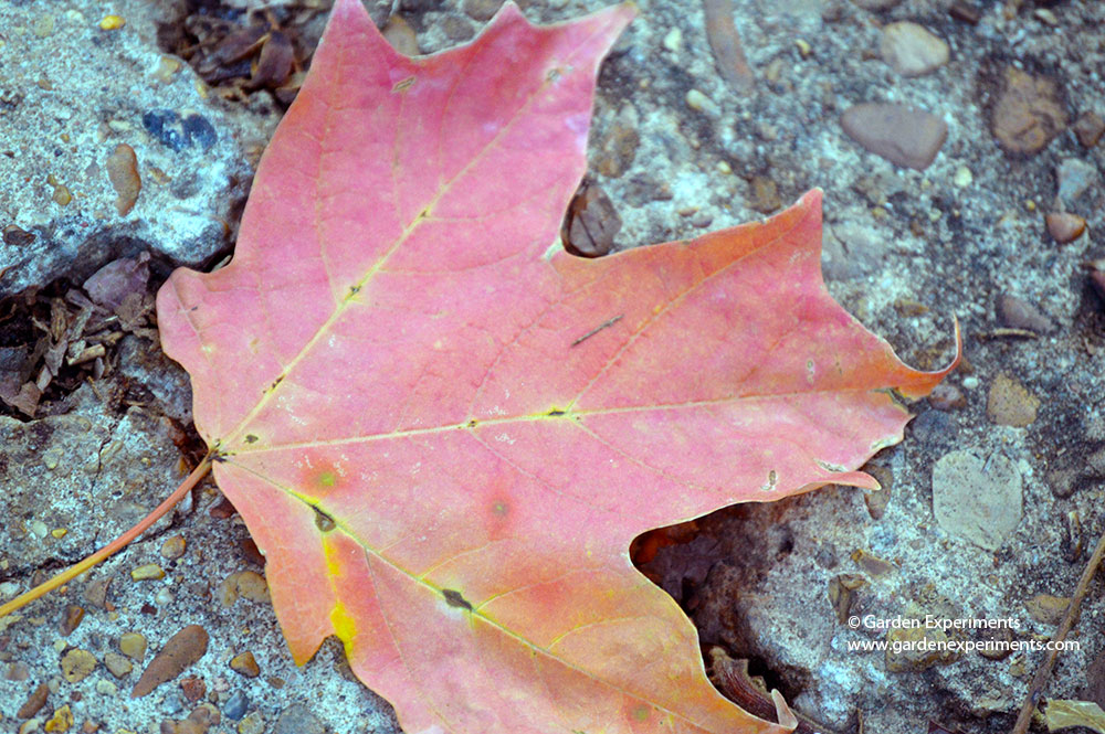 Closeup of a sugar maple tree leaf in the fall