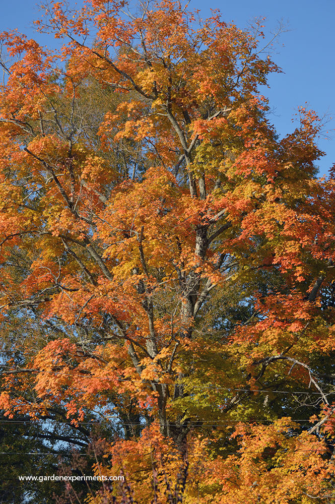 The lovely colors of sugar maple leaves in the fall turning yellow to orange