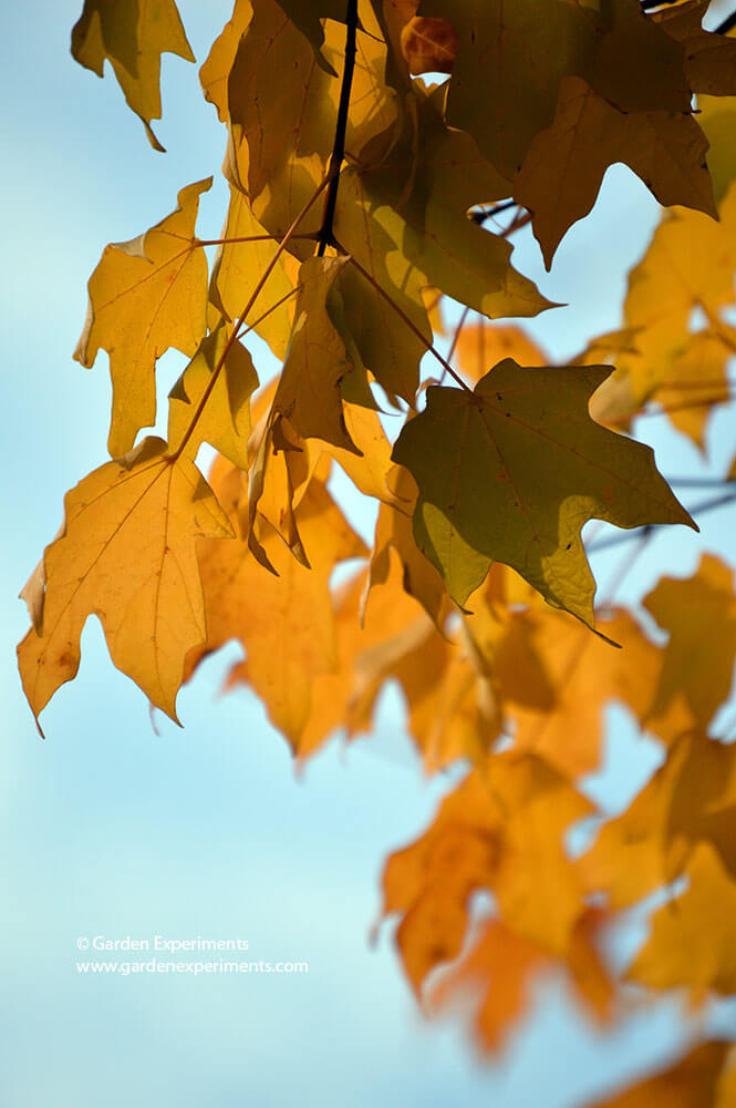 Yellow sugar maple leaves in the fall