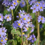 Fall blooming aster