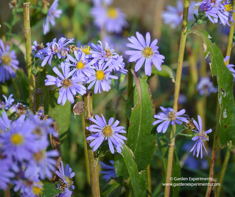 Fall Aster is an important fall butterfly food plant