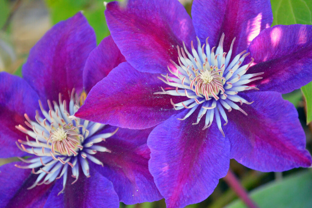 Clematis blooming in the fall
