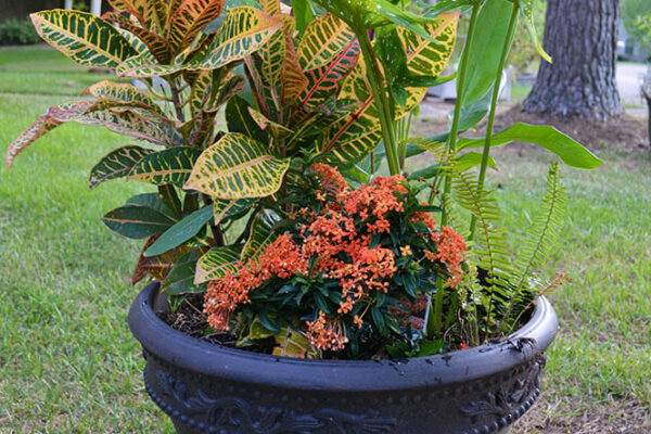 Fall 2016 Container Garden