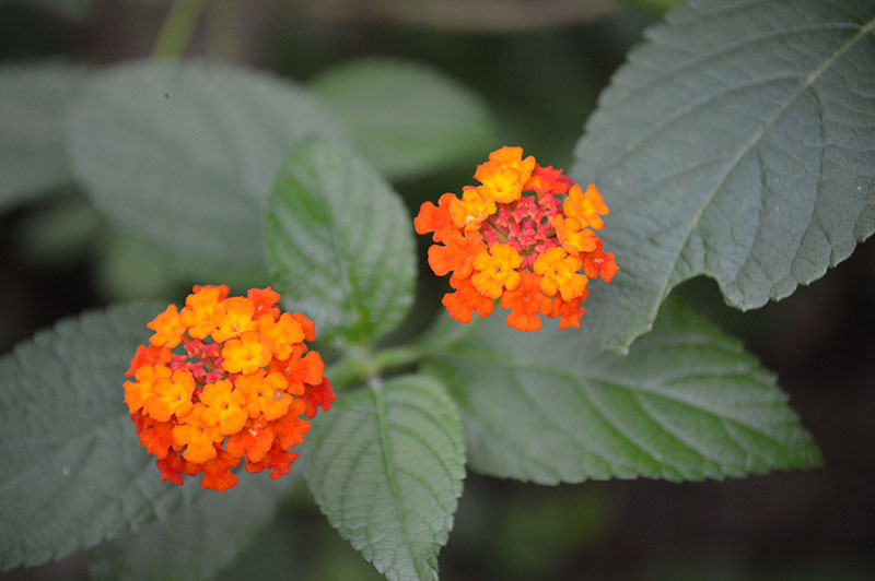 Orange lantana flowers provide nectar for butterflies
