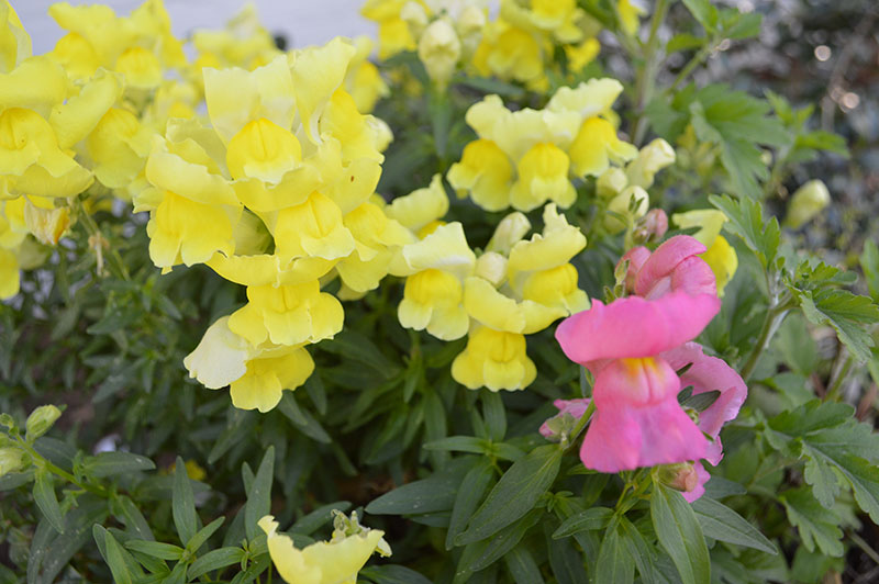 Yellow and pink snapdragons bloom in fall