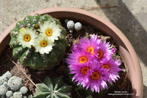 Flowering cacti