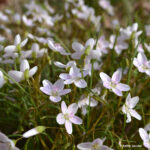 Virginia spring beauty (Claytonia virginica)