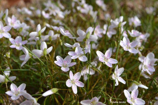 Virginia spring beauty (Claytonia virginica)