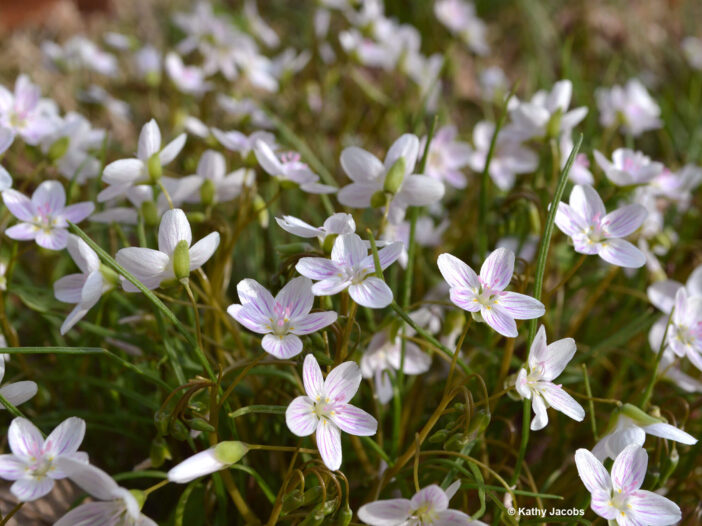 Virginia spring beauty (Claytonia virginica)