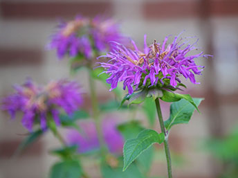 Bee balm provides food for butterflies