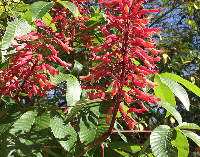 Red buckeye blooming in March
