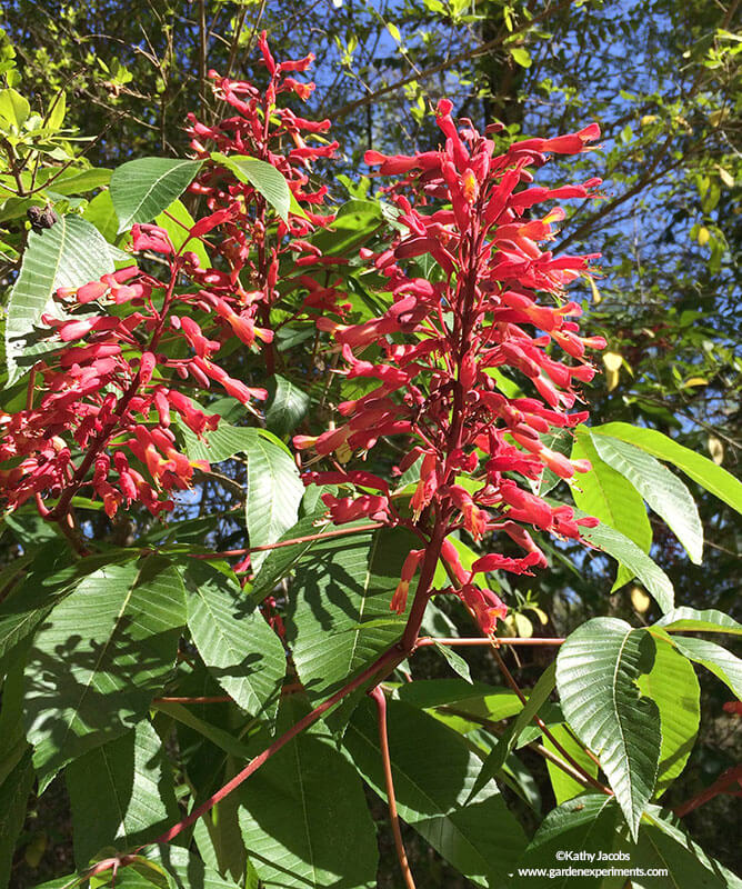 Red buckeye blooming in March