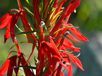 Cardinal flower is a butterfly food plant