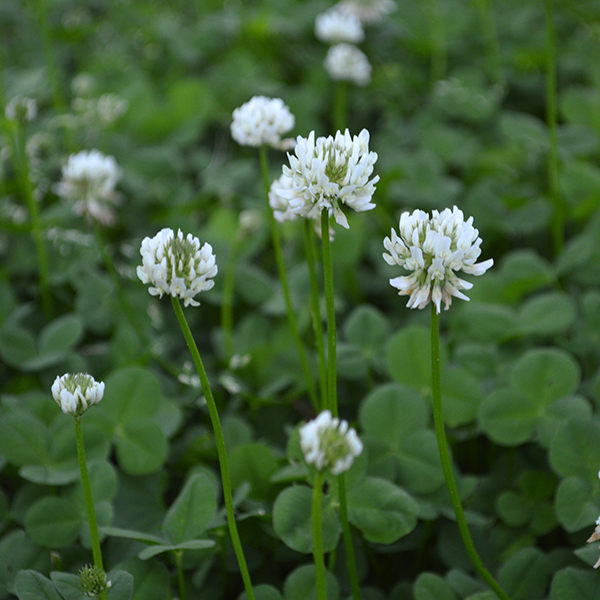 White clover is both a butterfly food and host plant