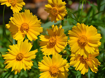 Coreopsis flowers provide nectar for butterflies