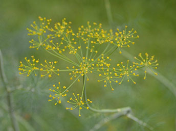 Dill flower